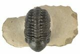 Detailed Reedops Trilobite - Morocco #194301-4